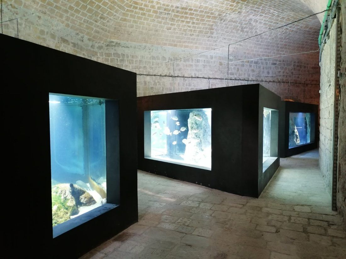 Ponovno se otvara preuređeni Akvarij u Dubrovniku