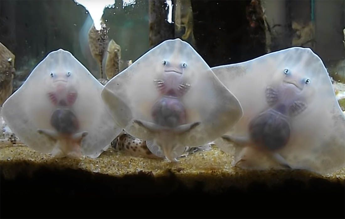 VIDEO Ove bebe raža su toliko slatke da ćete se rastopiti