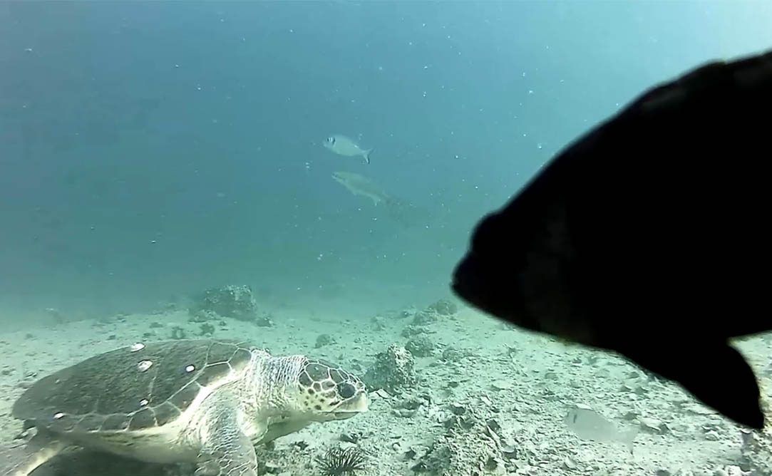 Znanstveni instituti za istraživanje mora pozivaju na suradnju na području doktorskog studija Oceanologije