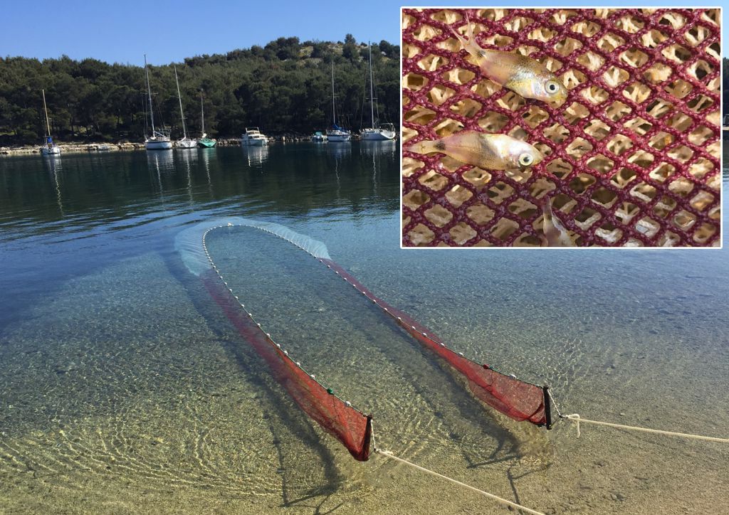 Institut za oceanografiju: “Potrebno je zaštititi rastilišta nedoraslih riba od štetnih ljudskih intervencija u obalnom prostoru”