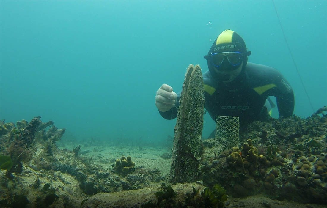 Očuvanje plemenite periske (Pinna nobilis) u Jadranskom moru