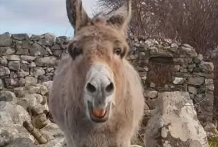 UPALITE ZVUK! Magarica koja zvuči kao operna pjevačica