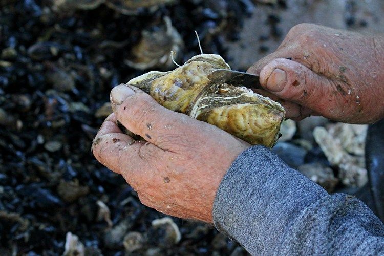 Dan Malostonske kamenice – Priprema se velika fešta