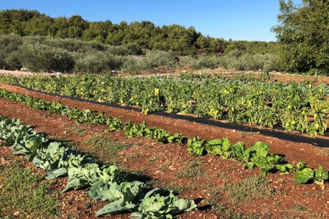Proizvođači s Pelješca pozvani na radionicu o Eko certificiranju proizvoda