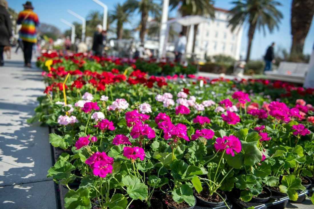 Splitska riva zablistala u najljepšim bojama proljeća
