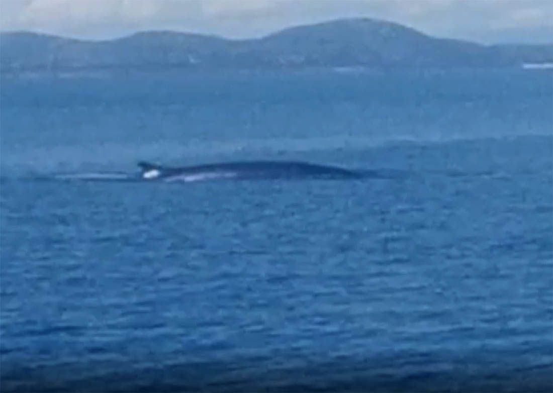 Pomorac na ulazu u Kornate snimio velikog kita: “Vidija san ih na oceanima, ali ne i kod Murtera”