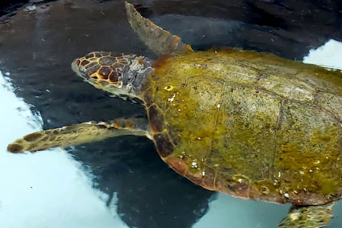 Dante Putnik nakon Dubrovnika i Splita nastavlja svoj put prema Puli