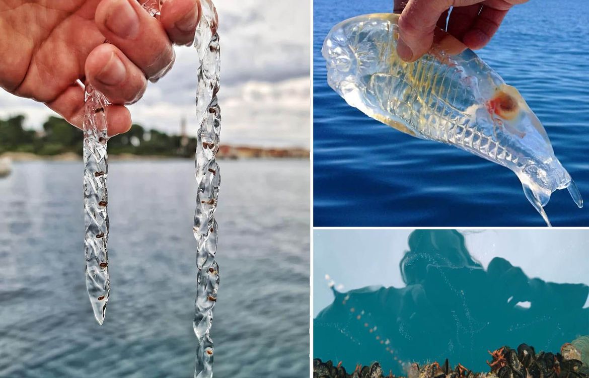 FOTO/VIDEO Neobičan prozirni organizam preplavio more uz zapadnu Istru: “Ne vidi se dno od njih!”