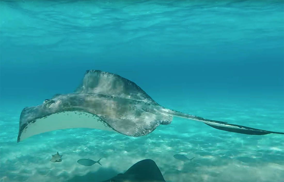 Raže i ciklidi zbrajaju i oduzimaju – Za što točno koriste svoju matematiku?