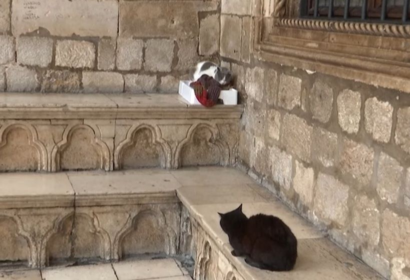 Pokrenuta peticija za vraćanje mačje kućice pokraj Kneževog dvora