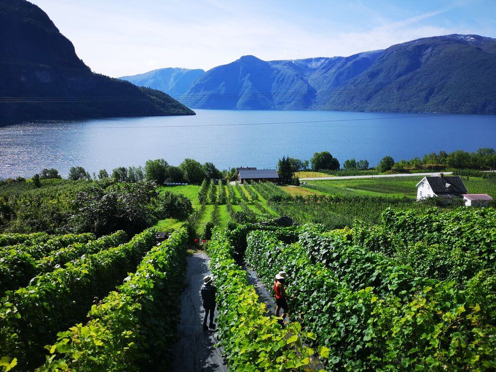 Zbog klimatskih promjena vino sad proizvode i u Norveškoj!