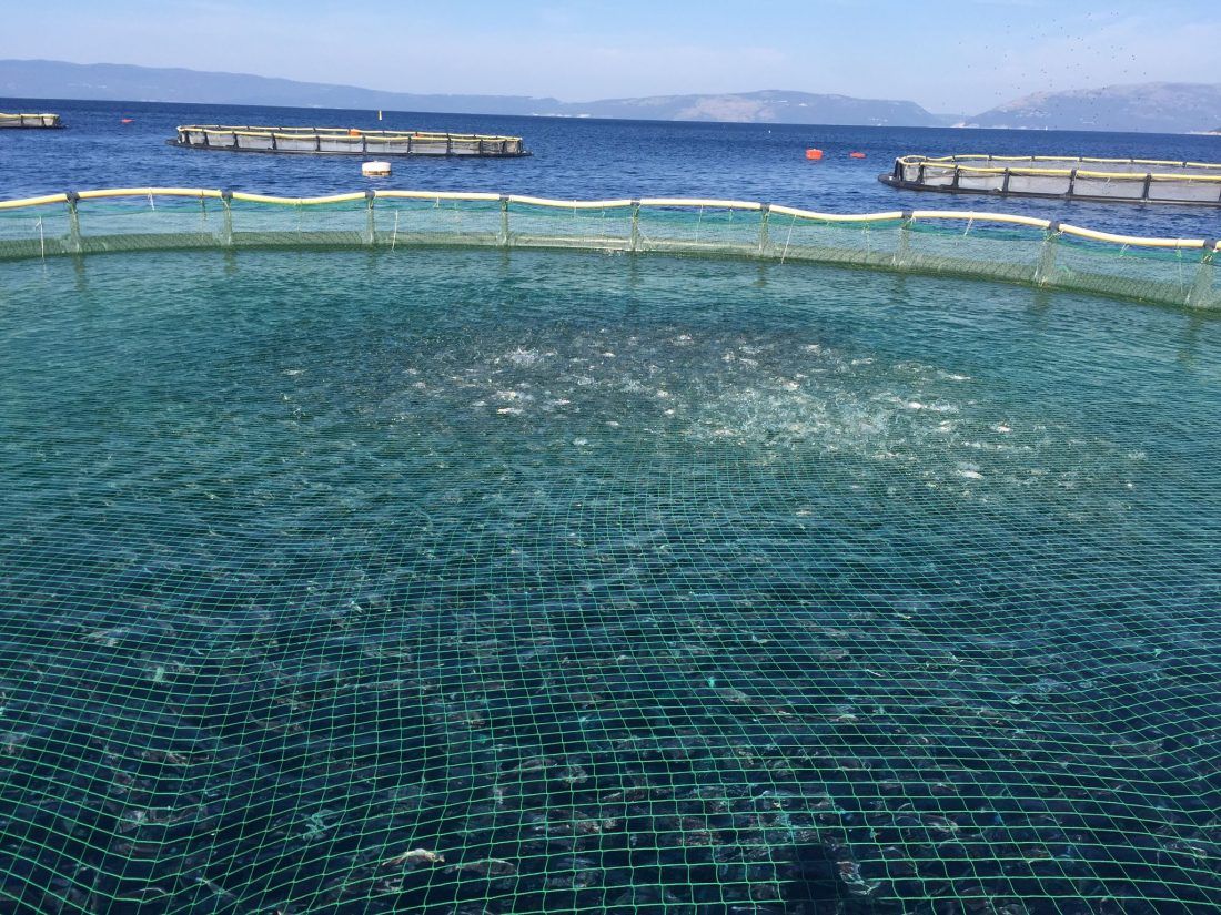 Budućnost opskrbe potrošača ribom stoji u njezinu održivom uzgoju