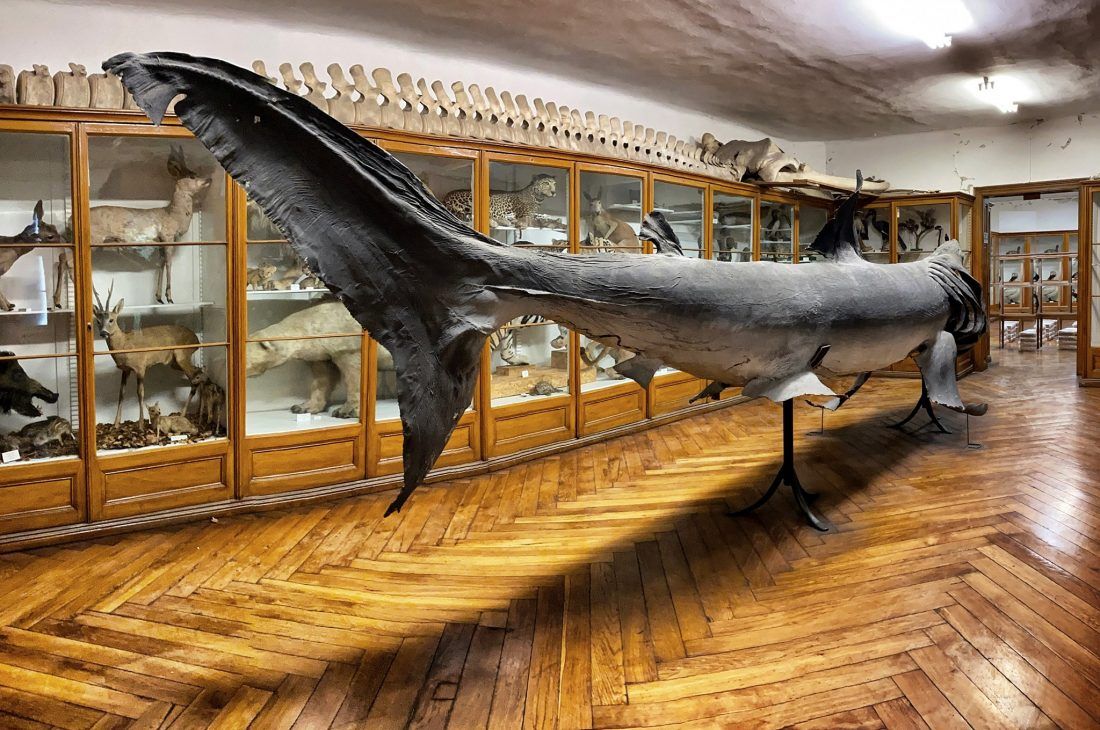 Zbog rekonstrukcije Prirodoslovnog muzeja, seli se velika bijela psina