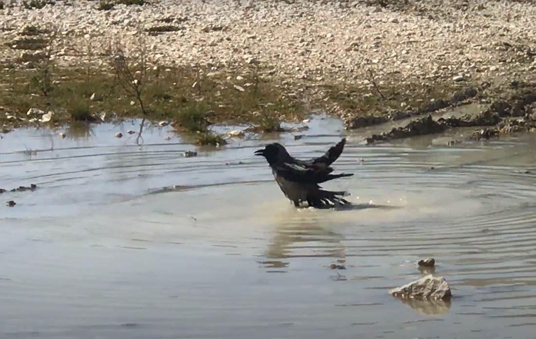 Vrana otvorila sezonu kupanja na splitskom Žnjanu