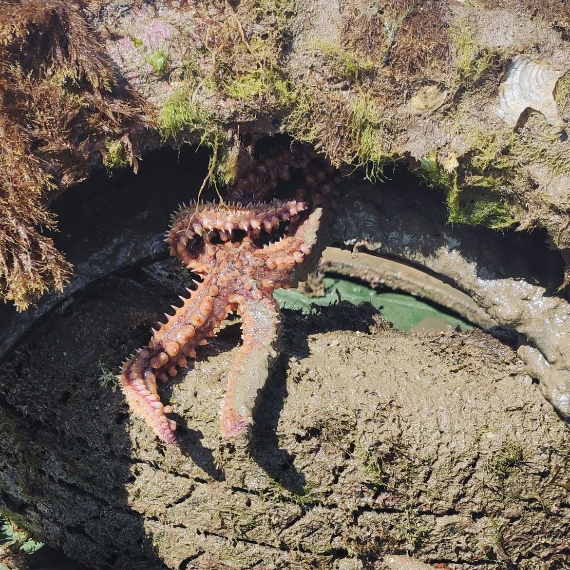 ŽIVO U NEŽIVOME Novi “domovi” morskih stvorenja