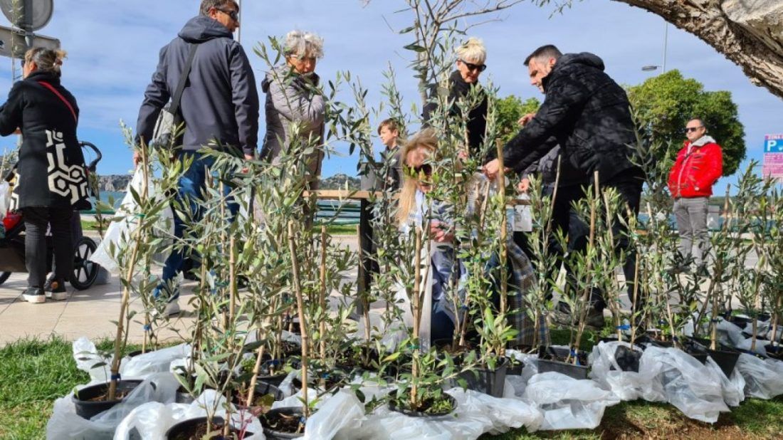 Čitanjem poezije i podjelom sadnica masline na Cvjetnicu obilježena 100. obljetnica rođenja Vesne Parun