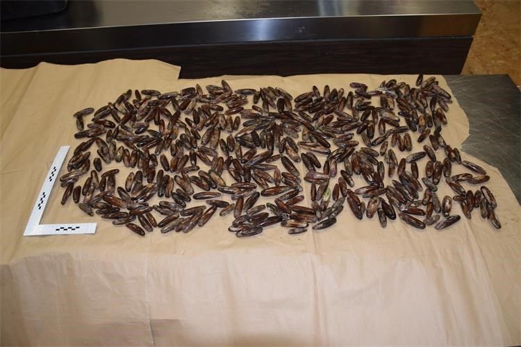 Mladić uhvaćen s više od 8 kilograma prstaca