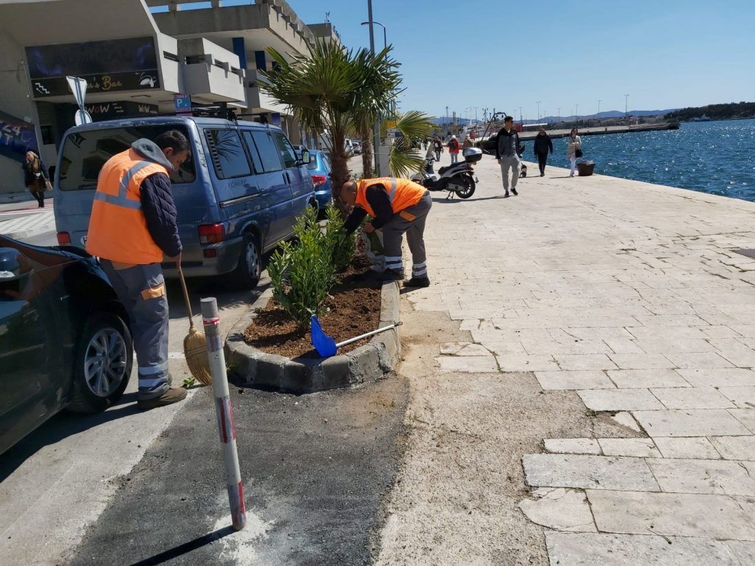 Počelo ozelenjavanje šibenske rive