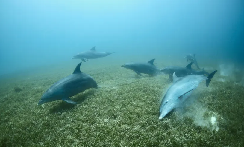 Dupini koriste koralje i spužve kao lijek za liječenje kožnih bolesti