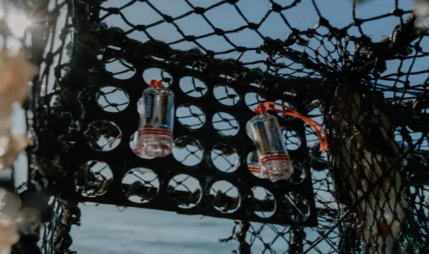 Slučajno otkriće da jakobove kapice vole ‘disco’ svjetla, dovelo do nove tehnike ribolova