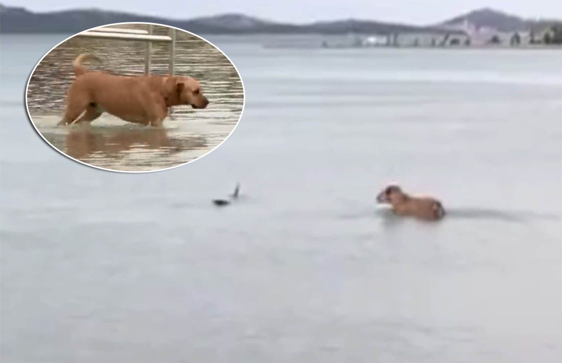 Ovo se ne viđa svaki dan – Upoznali se pas i morski pas