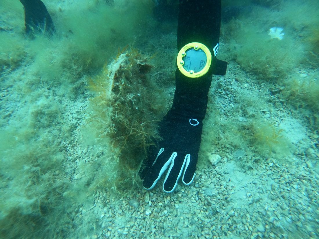 VELIKO OTKRIĆE Kraj Valuna na Cresu pronađena živa plemenita periska