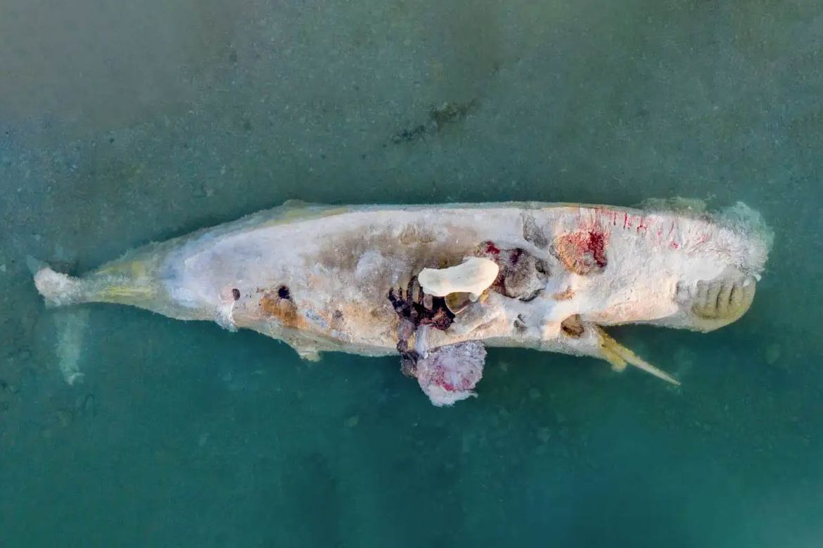 FANTASTIČNE SNIMKE Polarni medvjedi nasrnuli na lešinu kita