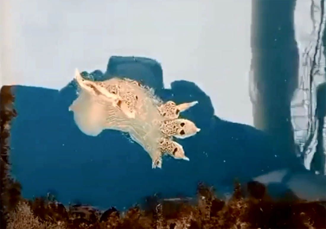 Neobično stvorenje pliva uz uzgajalište kod Dugog otoka – Doznali smo koja je ovo vrsta