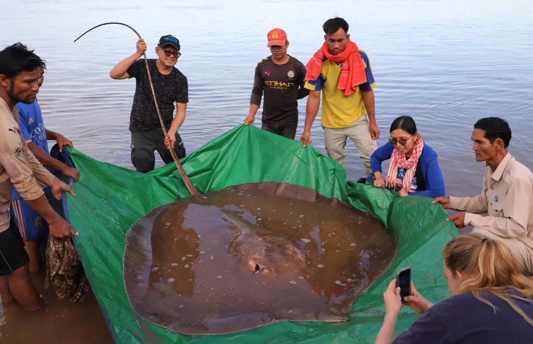 Uhvaćena divovska raža od 4 metra i 180 kilograma