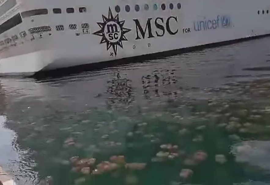 VIDEO Najezda meduza u tršćanskoj luci