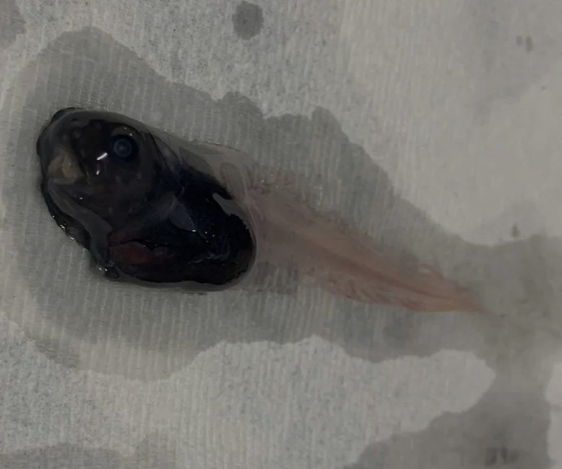 VIDEO Znanstvenici pronašli neobičnu ribu koja se doslovce otapa na zraku