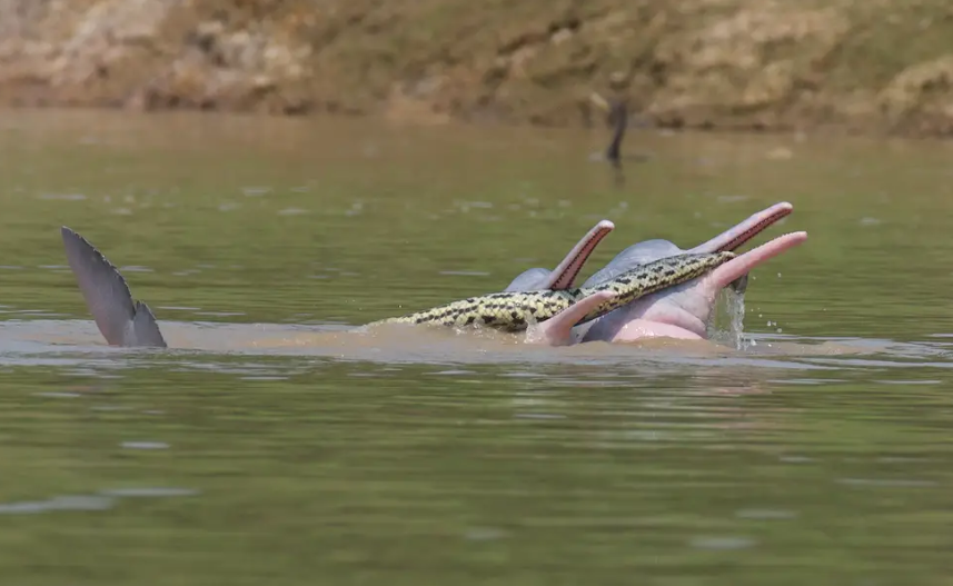 ZBUNJUJUĆI SUSRET Mužjaci dupina uhvaćeni u igri s anakondom, vidno seksualno uzbuđeni