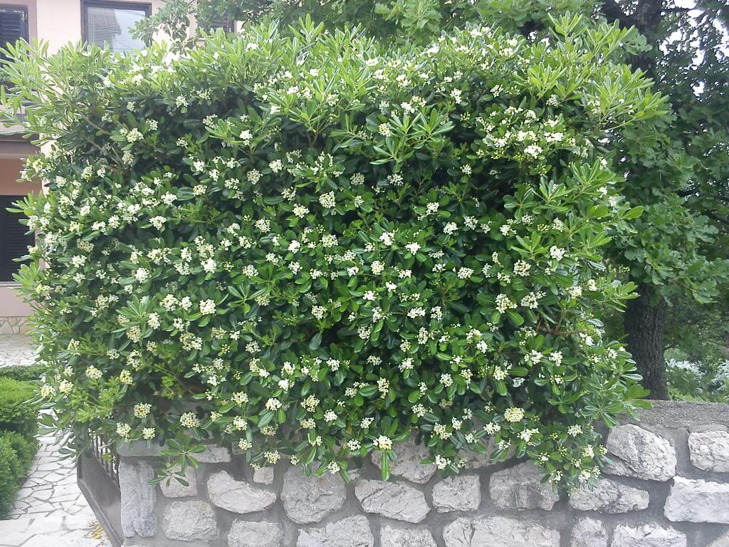 Komunalno redarstvo Grada Paga izdalo upozorenje građanima