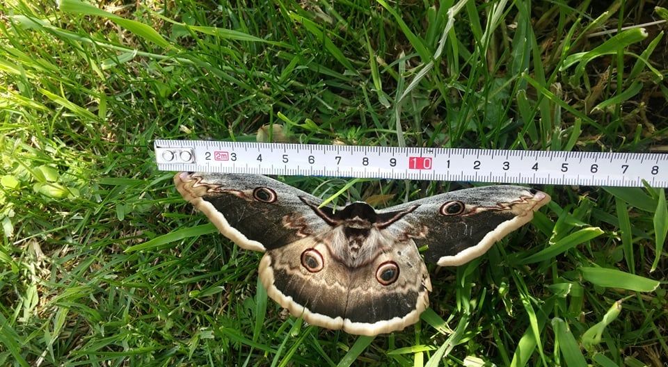 U Istri snimljen najveći europski leptir s rasponom krila od 15 centimetara