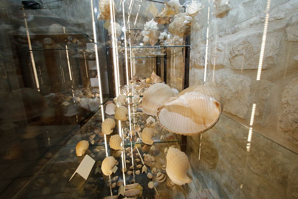 Za javnost ponovno otvoren veliki muzej školjaka u Makarskoj
