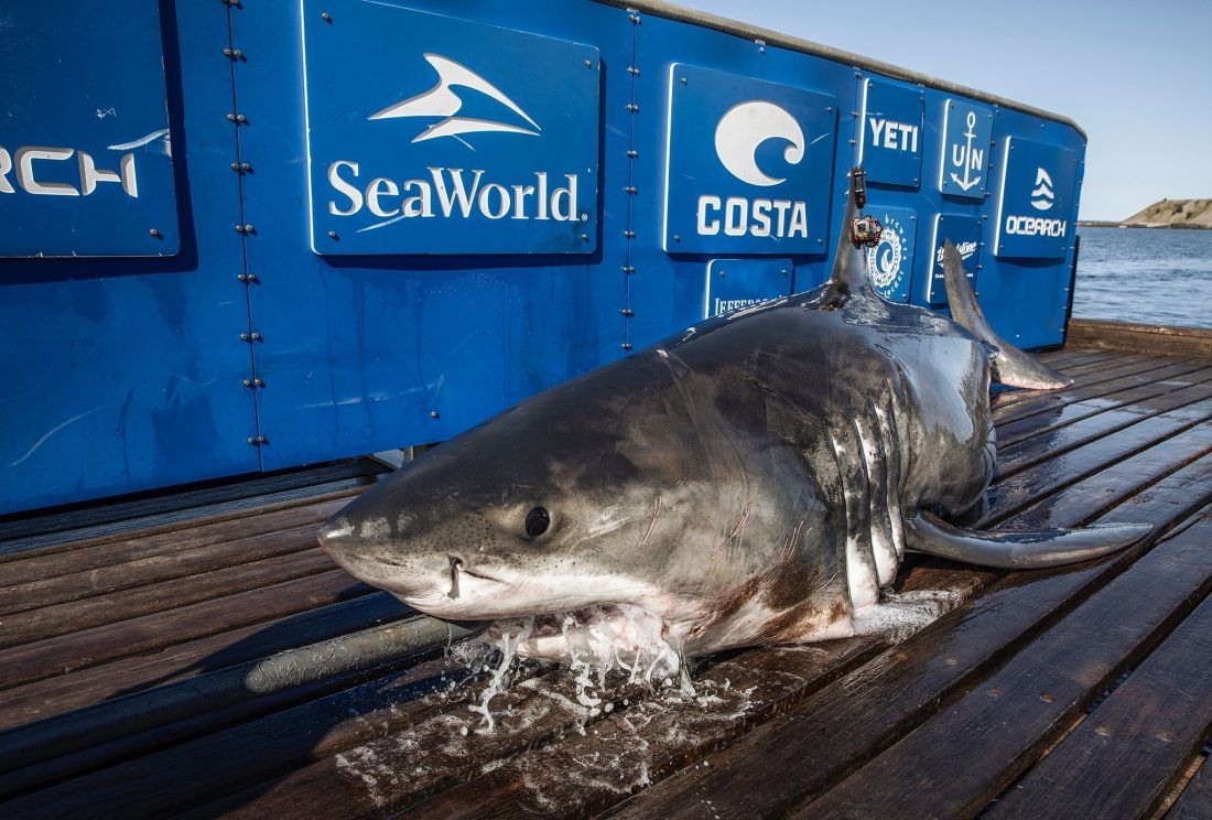 Znanstvenici označili morskog psa dugog 4 metra i teškog pola tone