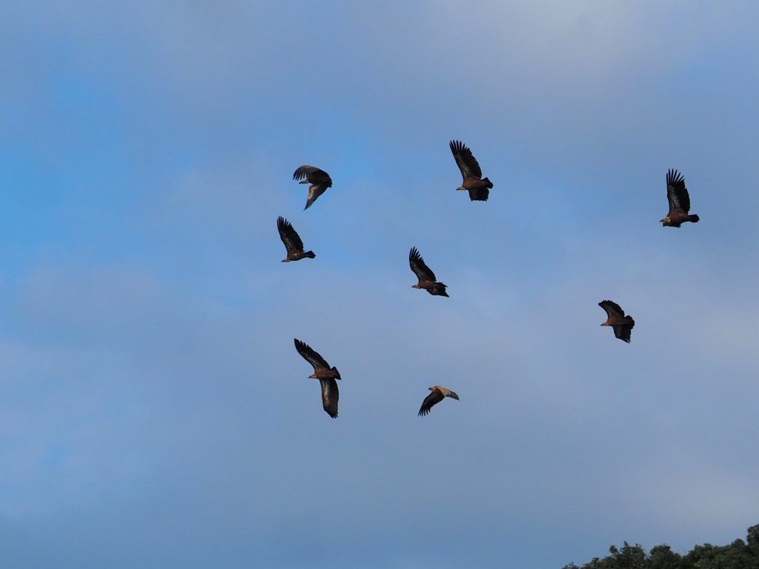 Velika izložba o čuvarima kvarnerskih litica