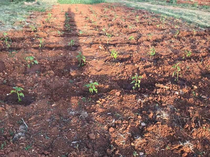 Urbanim vrtovima do zadovoljnijeg i zdravijeg života u gradu
