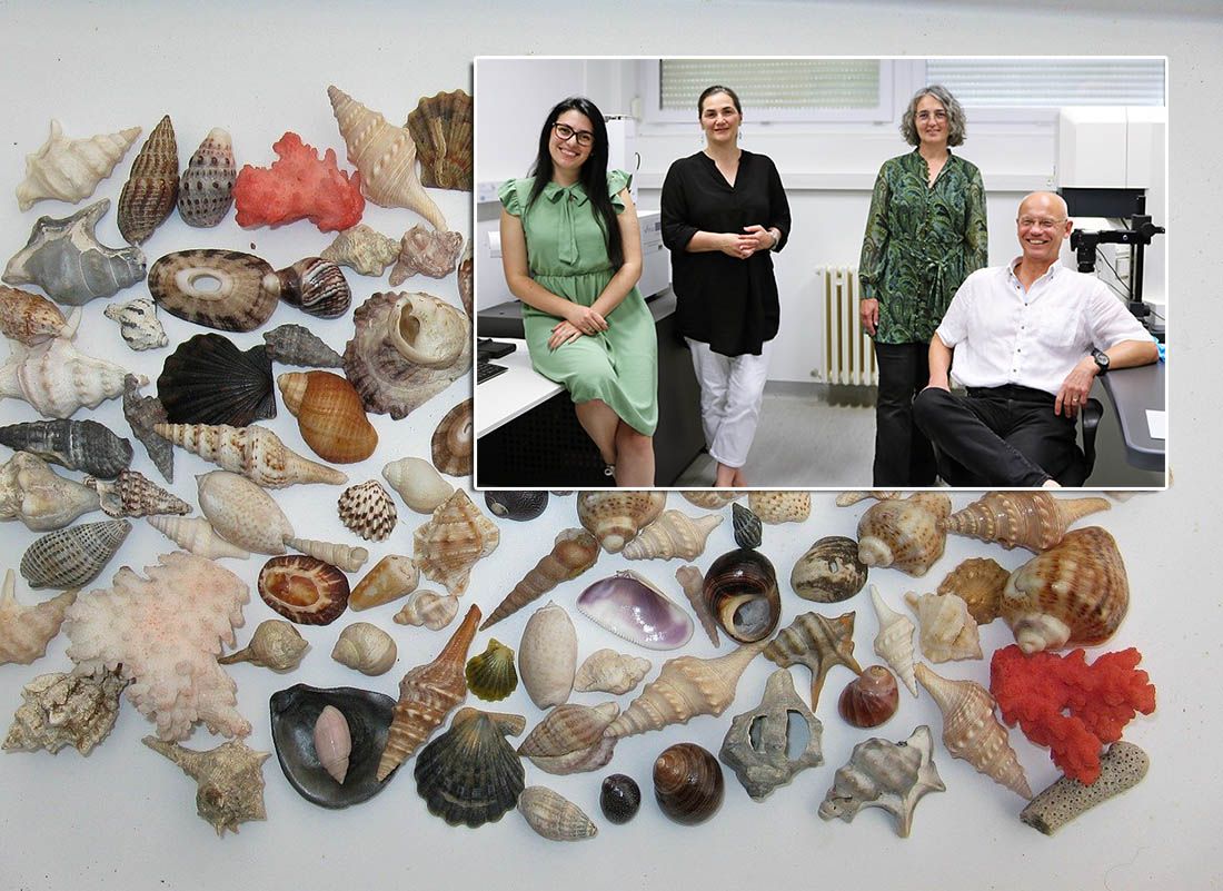 Znanstvenici s Ruđera otkrili mikroplastiku unutar skeleta školjki i koralja