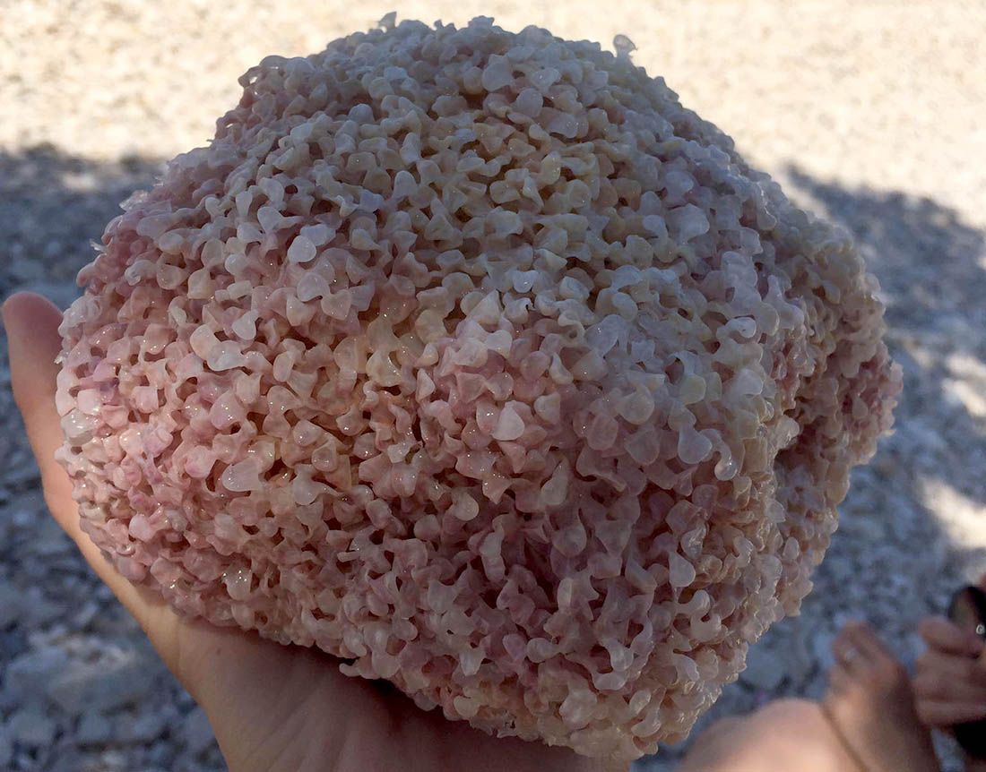 ŠTO JE OVO? “Našli smo je da pluta kod Brača!” – Evo o čemu se radi…