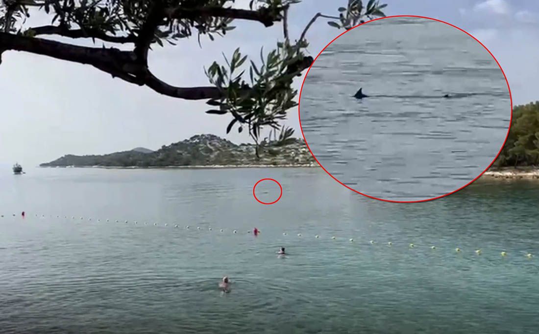 U Tribunju uočen iglun tek nekoliko metara od plivača, novinari krivo objavili da se radi o morskom psu