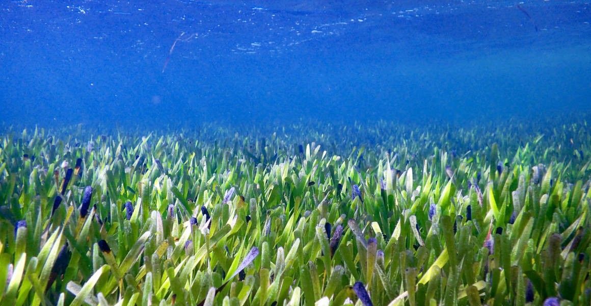 Duž australske obale otkrivena najveća biljka na svijetu