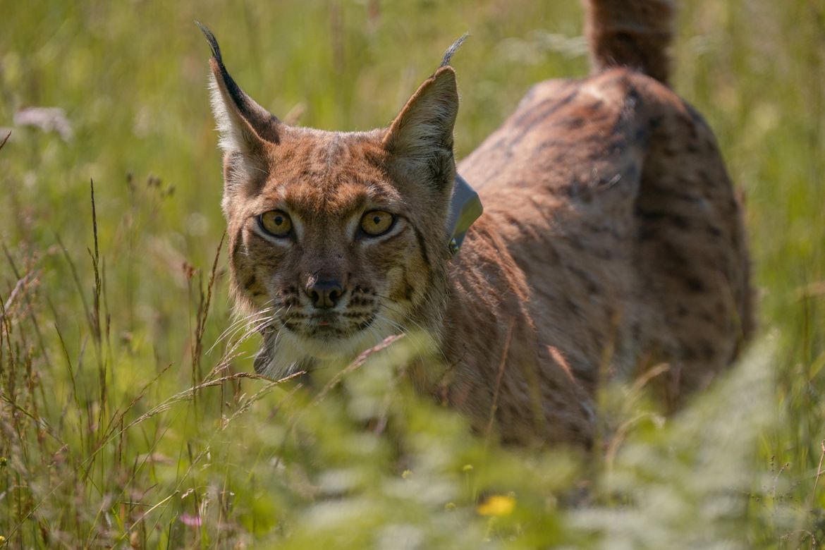 FOTO Na Velebitu pušten još jedan ris – Zove se Ljubo