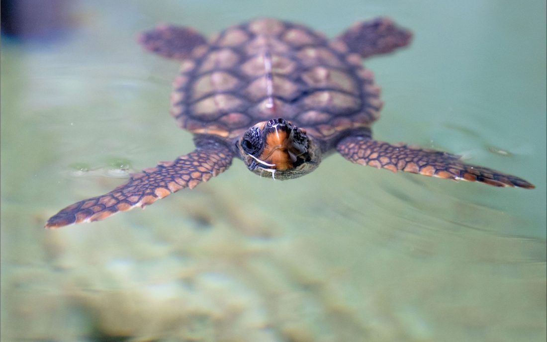 Na Veloj Pržini u Lumbardi organiziraju povratak morskih kornjača u prirodu