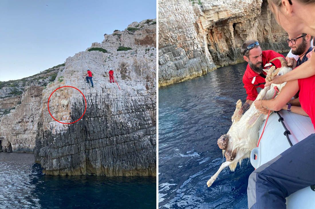 NEOBIČNA AKCIJA Spašena koza s litice na Visu