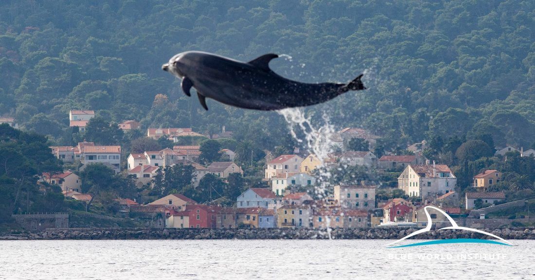 Institut Plavi svijet priprema se za nadolazeći dan dupina u kojem možete sudjelovati i vi