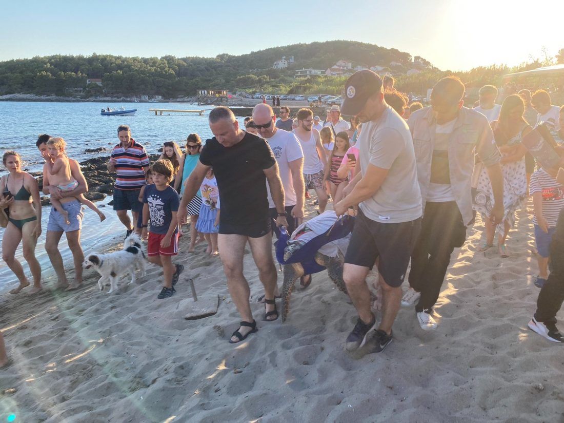 Stotine ljudi stiglo na pješčanu plažu poželjeti sreću dvjema oporavljenim kornjačama koje su vraćene u more