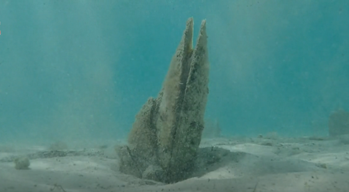 U moru kod Rovinja pronađene dvije odrasle periske