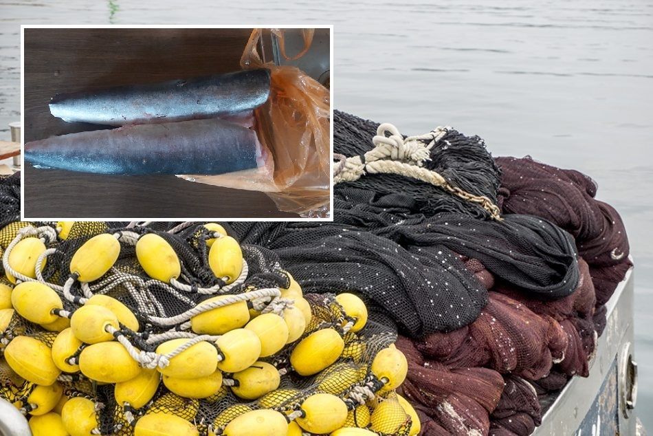 Služi li ribolov plivaricom i kao paravan za izlov drugih organizama koje prodaju na crno?