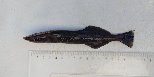 Institut za oceanografiju potvrdio dvije nove vrste priljepuša u Jadranu